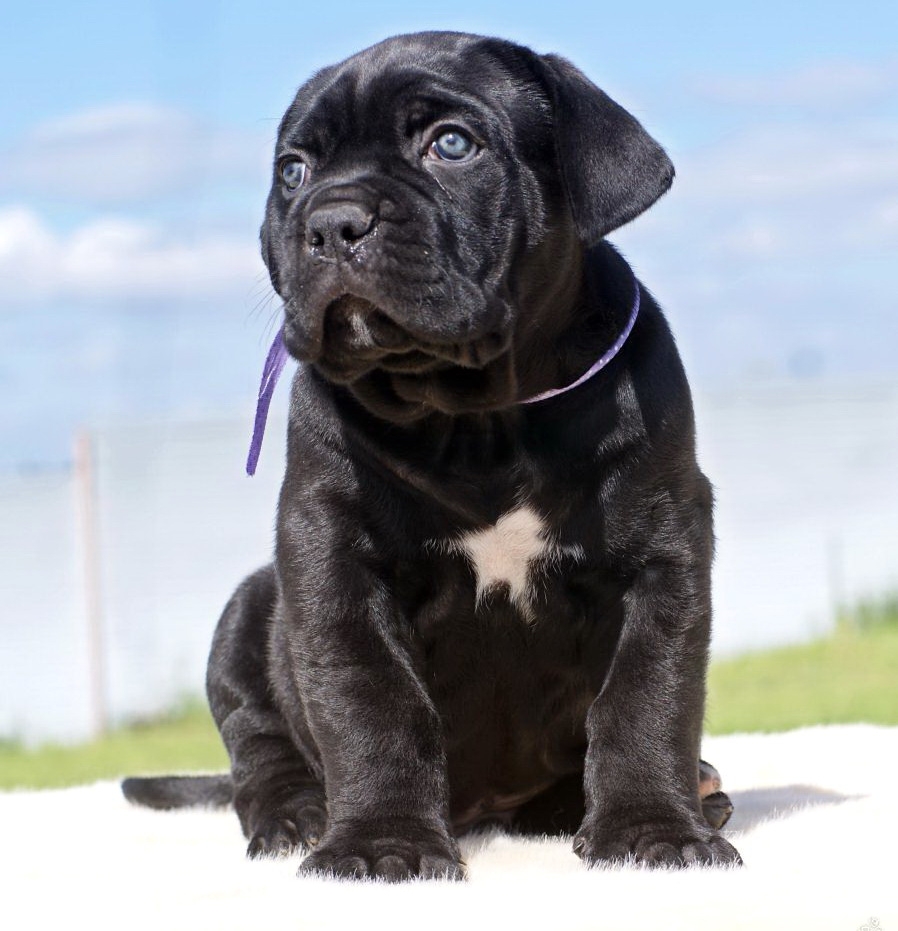Cane Corso