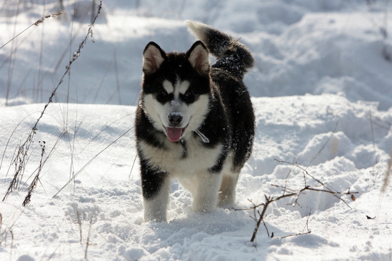 Malamut de Alaska
