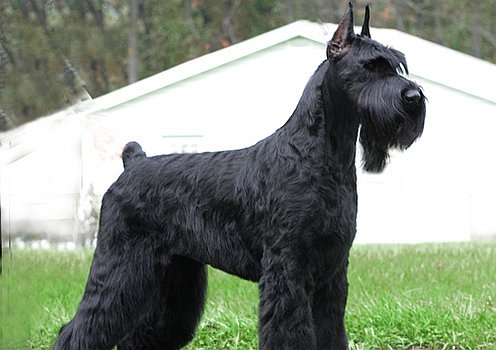 Schnauzer Urias