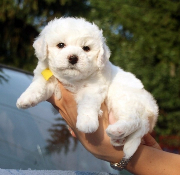 Bichon Bolognese