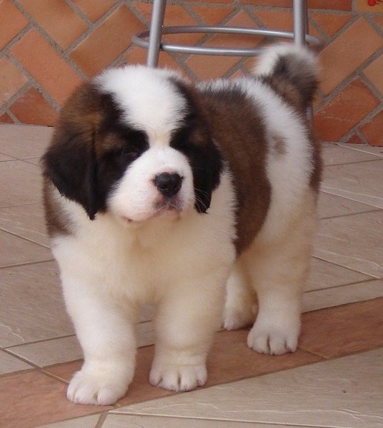 Saint Bernard