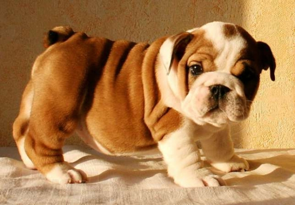 Bulldog Englez