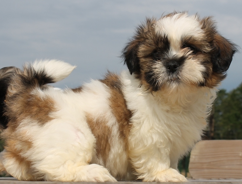 Shih-Tzu
