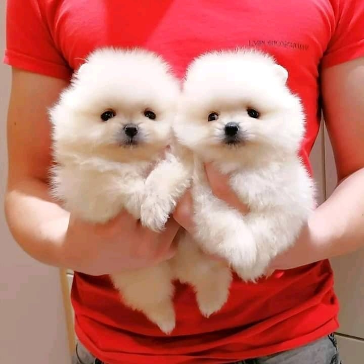 Pomeranian
