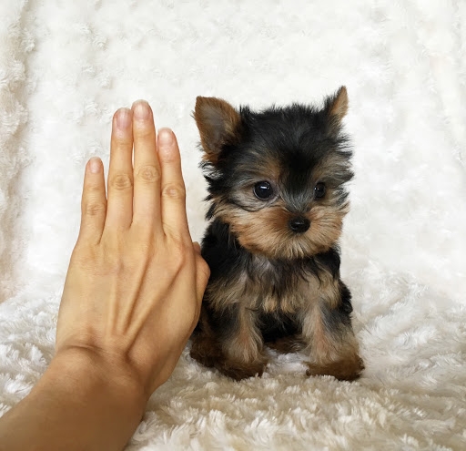 Yorkshire Terrier