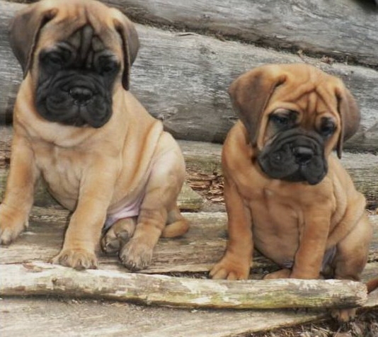 Bullmastiff