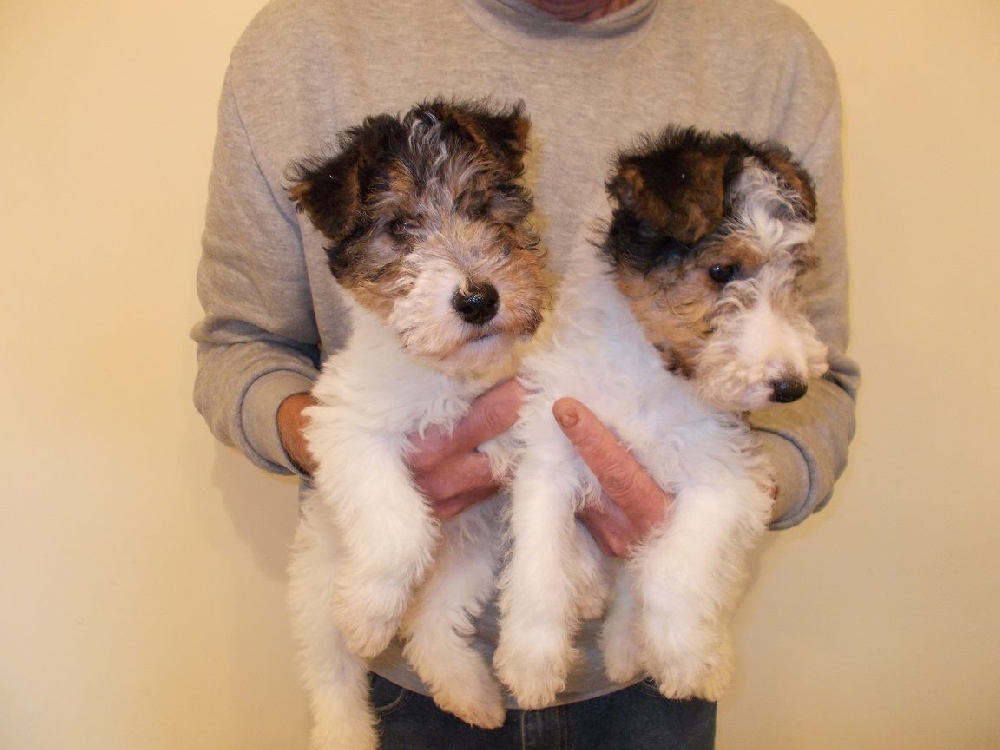 Fox Terrier