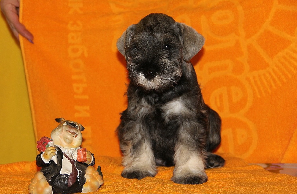 Schnauzer Pitic