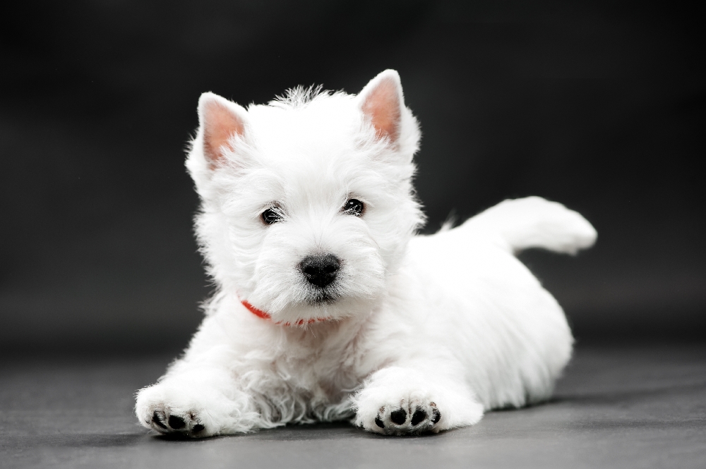 Westie